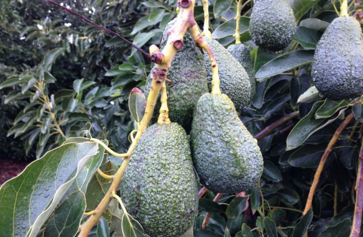 Avocado Price Manipulation