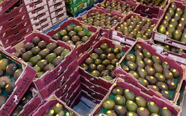 Avocado Shortage